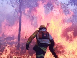 Decreto suspende uso de fogo em vegetação no Distrito Federal