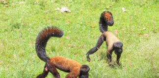 Zoológico de Brasília transfere primata para programa de conservação