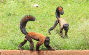 Zoológico de Brasília transfere primata para programa de conservação