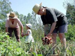 MP de R$ 375 milhões para agricultura familiar entra em regime de urgência