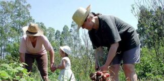 MP de R$ 375 milhões para agricultura familiar entra em regime de urgência