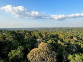 Redução do desmatamento evita emissões, afirma ministro do Meio Ambiente